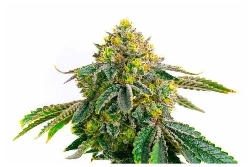 Hulk OG genetics, Фасовка: 3+1